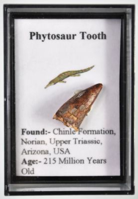 Tooth of a phytosaurus, UK