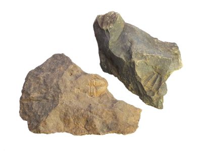 Trilobite fragments on matrix