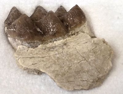 Leptomeryx evansi Kieferstück mit Zähnen, Eozän, USA