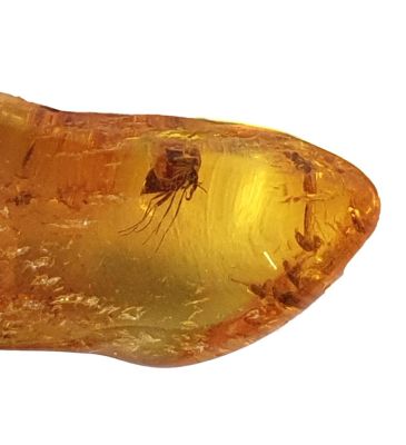 Midge (Chironomidae)  in amber