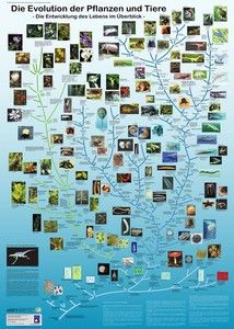 Poster "Evolution der Pflanzen und Tiere"
