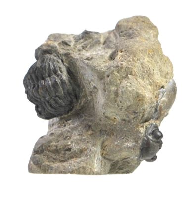 Trilobit: Phacops sp., Devon; DE