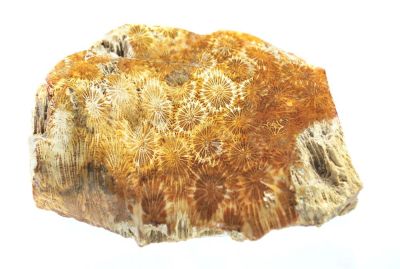 Verkieselte Koralle, Miozän, IDN