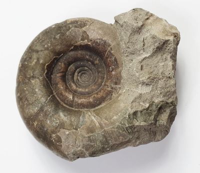 Ammonit: Gaudryceras tenuiliratum (Yabe, 1903)