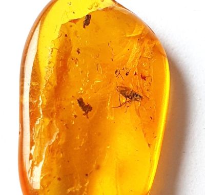 Non-biting mitch in amber