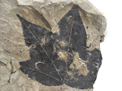 Alnus kefersteinii, Pliozän, Hambach