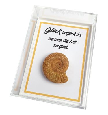 Ammonite and quote in box