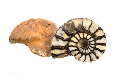 Gesägte und anpolierte Ammonitehälften