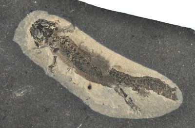 Apateon pedestris (Branchiosaurus), Perm, GER