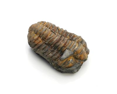 Trilobit: Flexicalymene ouzregi