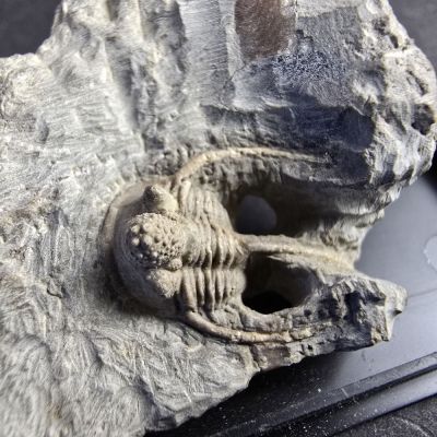 Rarität: Cyphaspis ceratophtalmus, Devon; DE