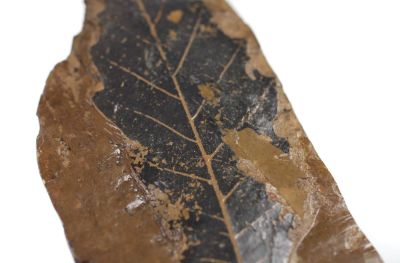 Blatt: Quercus, Frechen, Miozän