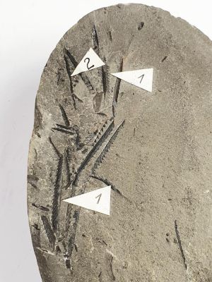 Monograptus chimaera & M. dubius, Silurian, GER
