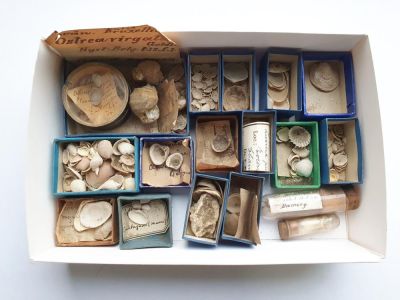 Fossilien-Überraschungspaket 13: Muscheln aus Frankreich