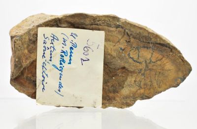 Samaropsis sp., Carboniferous, Pit Anna