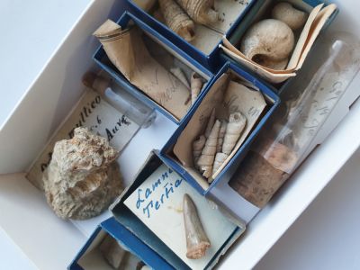Fossilien-Ü-paket 14: Schnecken, Haifischzahn Frankreich