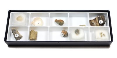 Introductory Collection: What is a fossil?