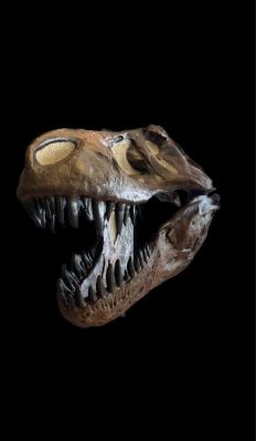 Abguss: Tyrannosaurus rex (Cranium)