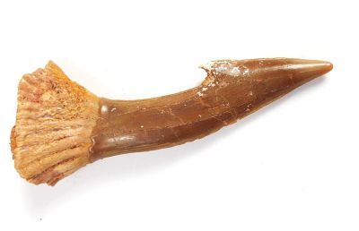 Onchopristis numidus- tooth, Cretaceous