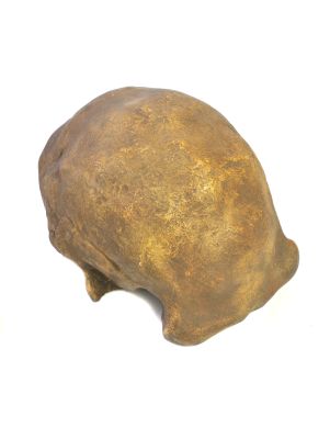 Abguss: Homo soloensis, Ngandong XI