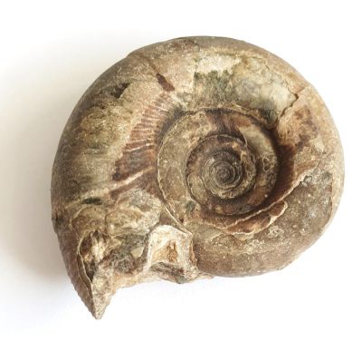 Ammonit: Gaudryceras tenuiliratum (Yabe, 1903)