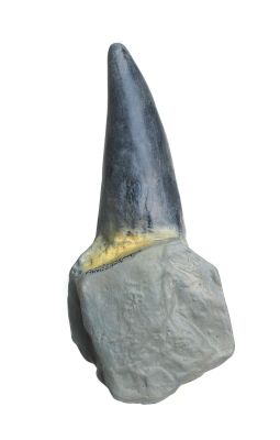 Abguss: Mastodonsaurus giganteus, Zahn