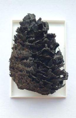 Pine cone: Pinus, Pliocene, GER