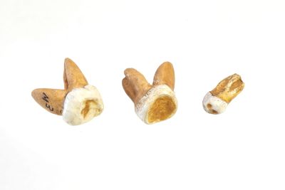 Abguss: Homo erectus erectus, 3 Zähne