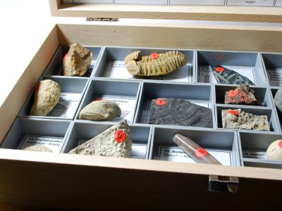 Basissammlung: 20 Fossilien im Holzkasten