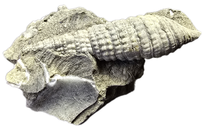 Terebralia bidentata, Miozän, AT