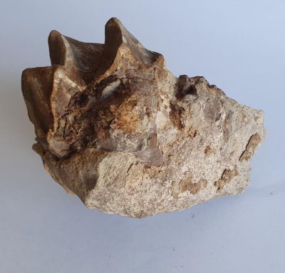 Lophiodon rhinoceros Kieferstück mit Zahn