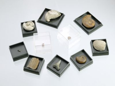 Fossilien-Überraschungspaket (15 Stück)