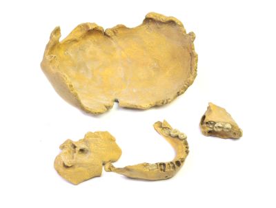 Homo neanderthalensis (skull fragments) - Casts