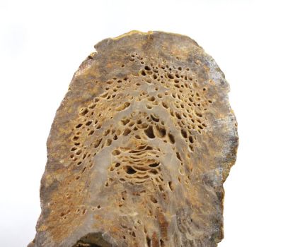 Koralle: Cyathophyllum