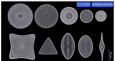 Diatoms - strewn mount, Suzu, JP