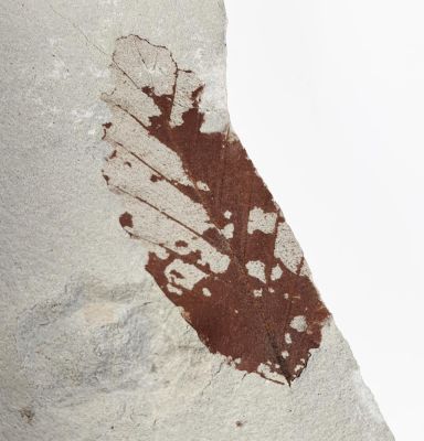 Leaf from Willershausen, GER