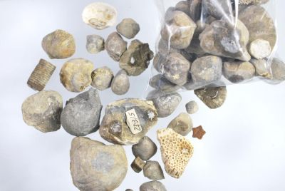 Mixed fossil bag (300g) for birthday, advent or as gft