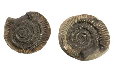 Dactylioceras (approx. 5 - 6 cm)