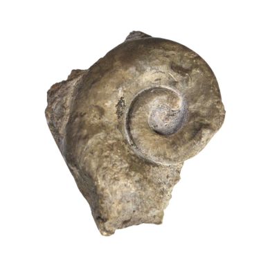 Snail: Straparollus, Devonian; GER