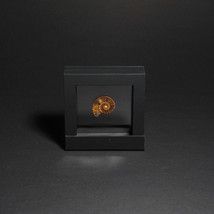 small ammonite in black floating frame
