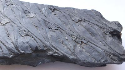 Lepidodendron sp., Carboniferous; GER