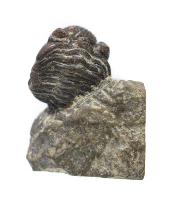 Trilobit: Phacops sp., Devon, GER