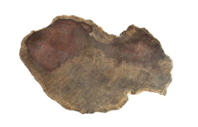 Cyacedea wood, Permian, USA