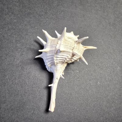 Murex , PH; 12,5 cm