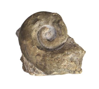 Snail: Straparollus, Devonian; GER