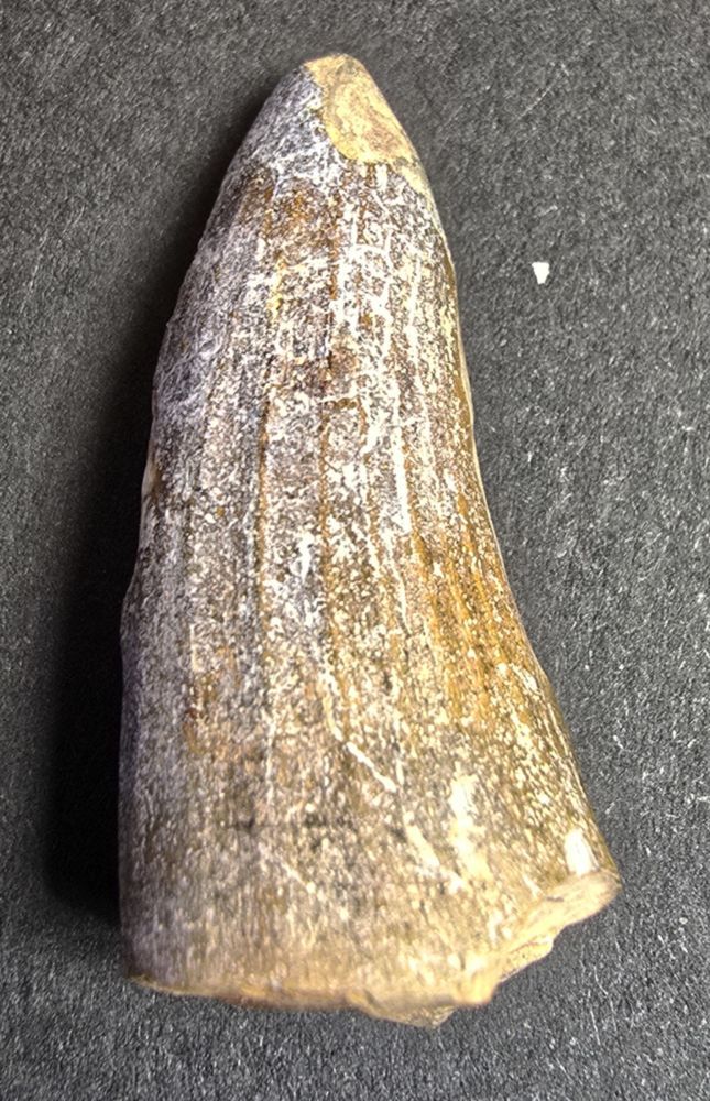 Tooth Suchomimus/ Crustatusaurus, Cretaceous, NI | F791317 | Krantz ...