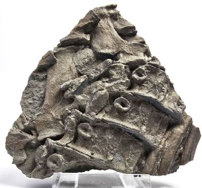 Articulated Ichthyosaur vertebrae , Jurassic; GER