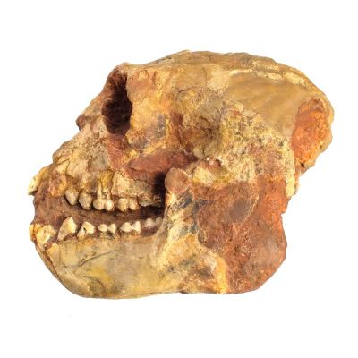 Mesopithecus pentelicus WAGNER; skull (Cast)