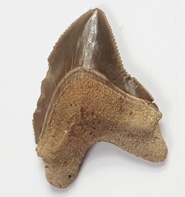 Shark tooth, Corax squalicorax