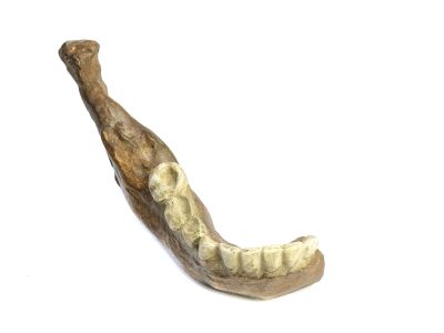 Homo erectus pekinensis (juvenile, Mandibel) - Cast